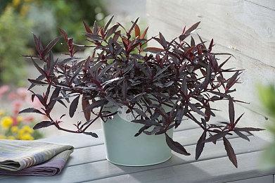 《节奏地牢》DLC角色“初音未来”现已加入游戏PC版